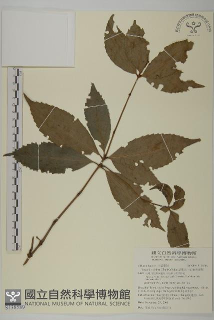 草珊瑚、紅果金粟蘭藏品圖，第1張