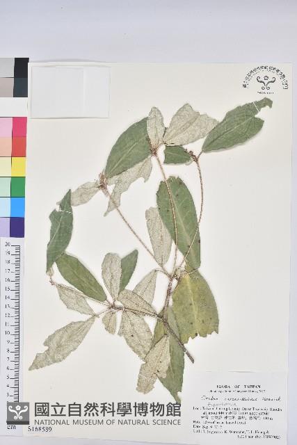 裡白巴豆藏品圖，第1張