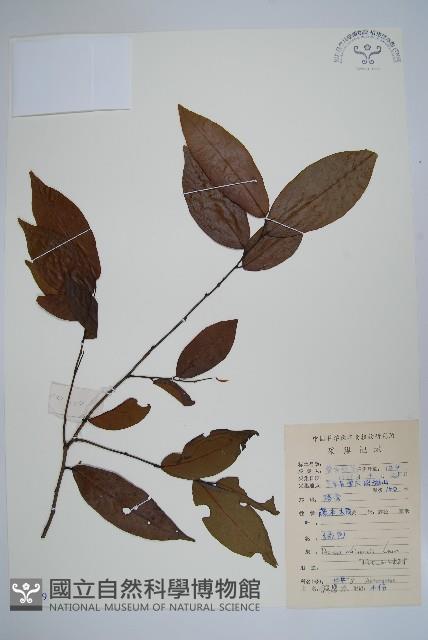 假鷹爪藏品圖，第1張