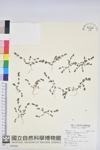 伏生大戟藏品圖，第1張