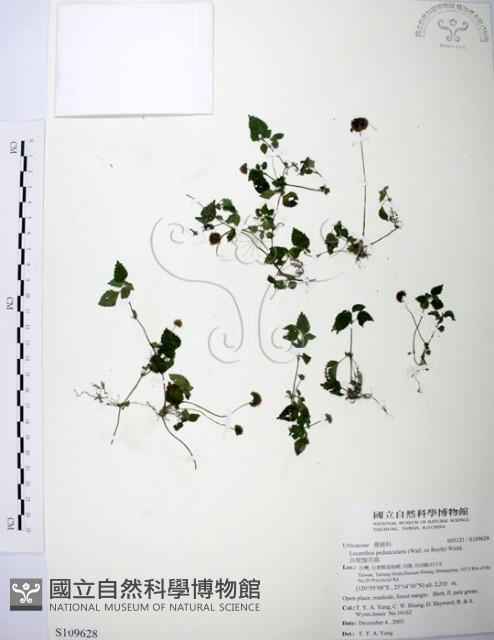 長梗盤花麻藏品圖，第1張