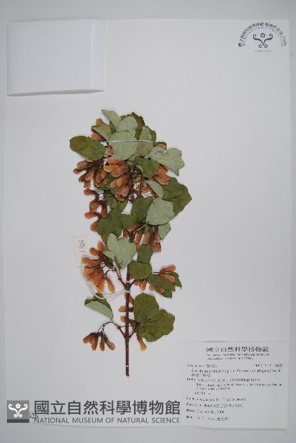 臺灣三角楓藏品圖，第1張