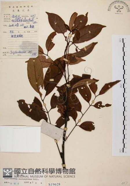 黃杞藏品圖，第1張