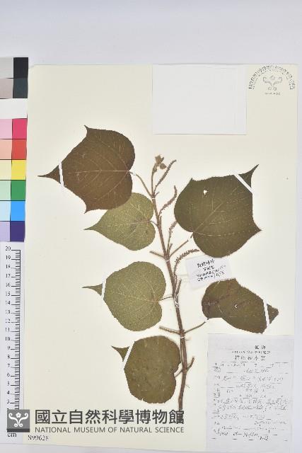 小果野桐藏品圖，第1張