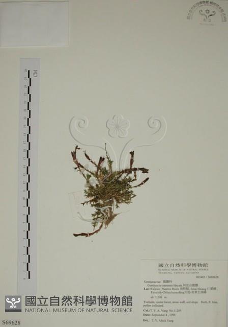 阿里山龍膽藏品圖，第1張