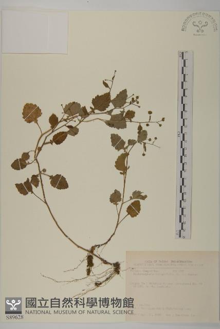 茯苓菜藏品圖，第1張