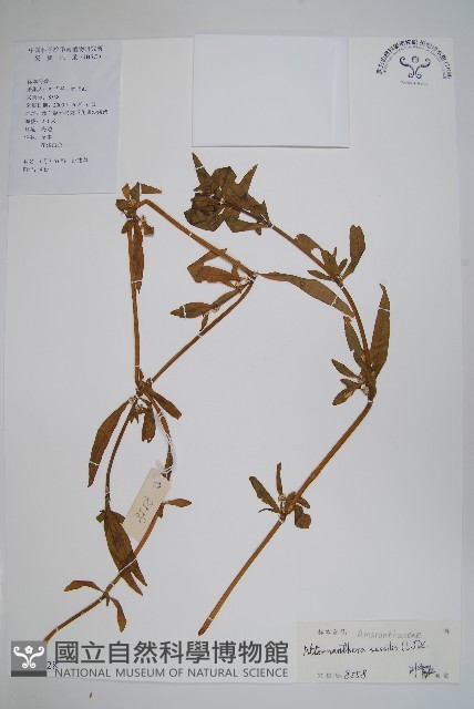 蓮子草藏品圖，第1張