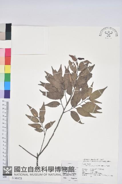 苦櫧栲藏品圖，第1張