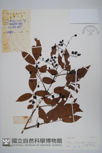 刺黃藤藏品圖，第1張