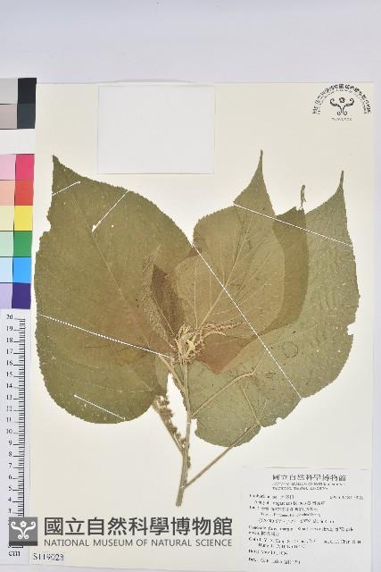 臺灣鐵莧藏品圖，第1張