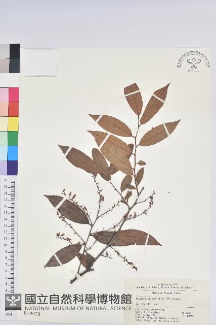 米飯花藏品圖，第1張