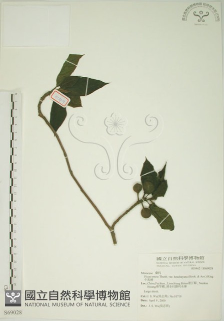 牛乳榕藏品圖，第1張