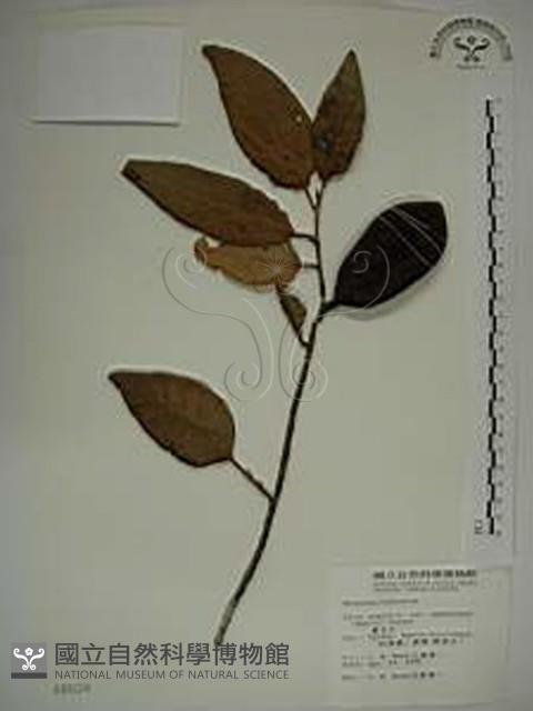 Jelly-fig, Awkeotsang Collection Image