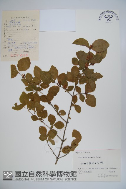 下江忍冬藏品圖，第1張