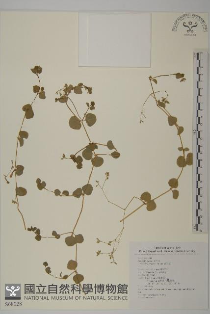 荷蓮豆草、菁芳草藏品圖，第1張