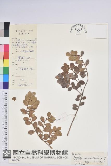 紅苞樹蘿蔔藏品圖，第1張