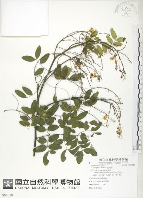 搭肉刺藏品圖，第1張