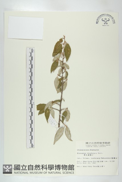 鄧氏胡頹子藏品圖，第1張