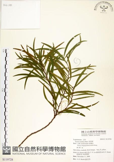 相思樹藏品圖，第1張