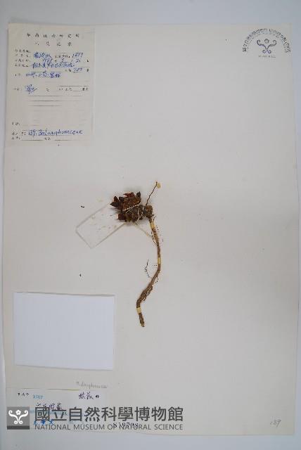 筆頭蛇菰藏品圖，第1張