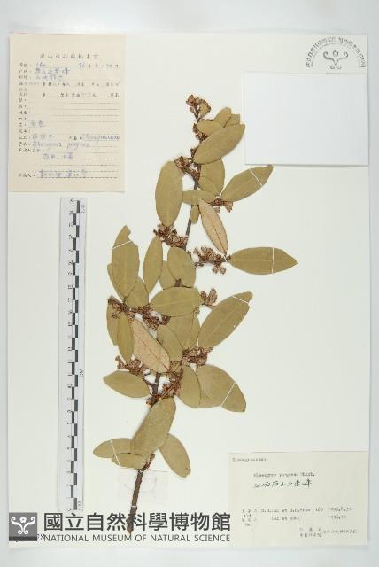 胡頹子藏品圖，第1張