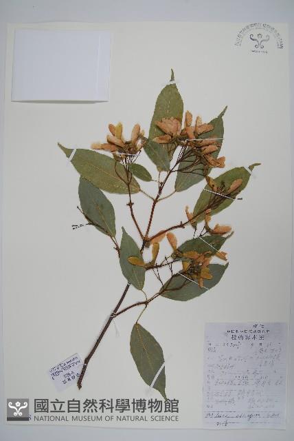 飛蛾槭藏品圖，第1張
