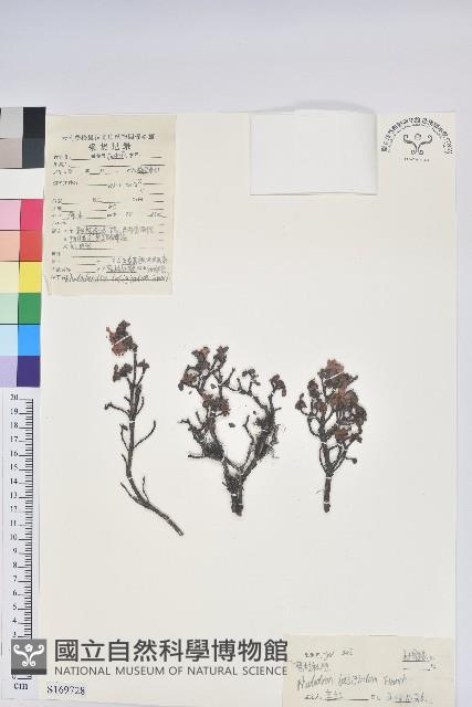 密枝杜鵑藏品圖，第1張