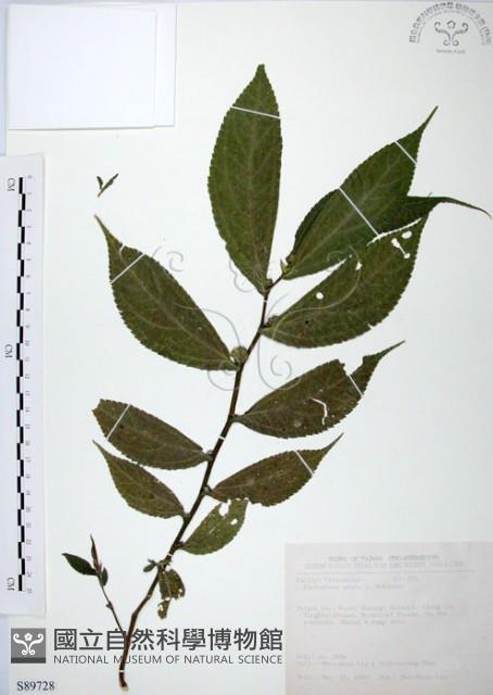 食用樓梯草藏品圖，第1張