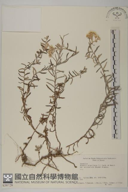 玉山抱莖籟簫藏品圖，第1張