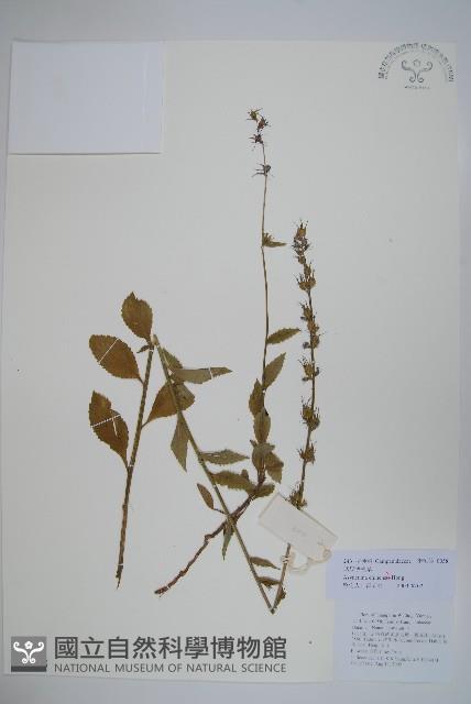 球果牧草根藏品圖，第1張