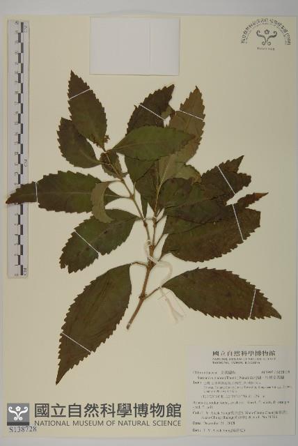 草珊瑚、紅果金粟蘭藏品圖，第1張