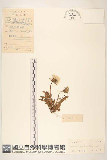 蒲公英藏品圖，第1張