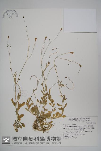 細葉蘭花參藏品圖，第1張