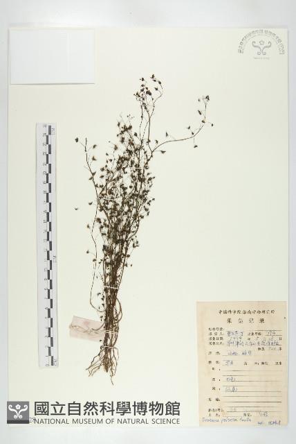 茅膏菜藏品圖，第1張