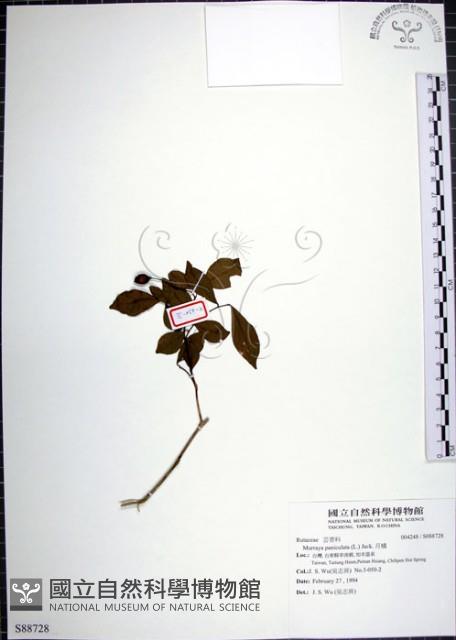 月橘藏品圖，第1張