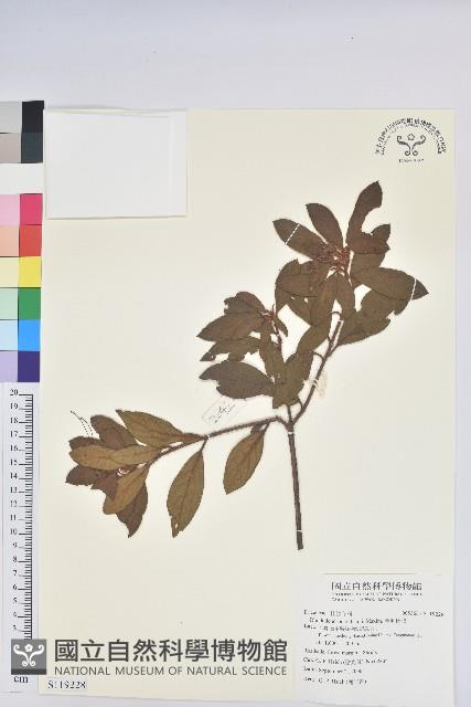 金毛杜鵑藏品圖，第1張