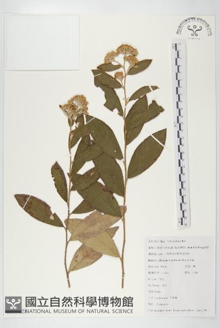 羊耳菊藏品圖，第1張