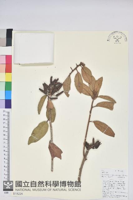 碟花杜鵑藏品圖，第1張