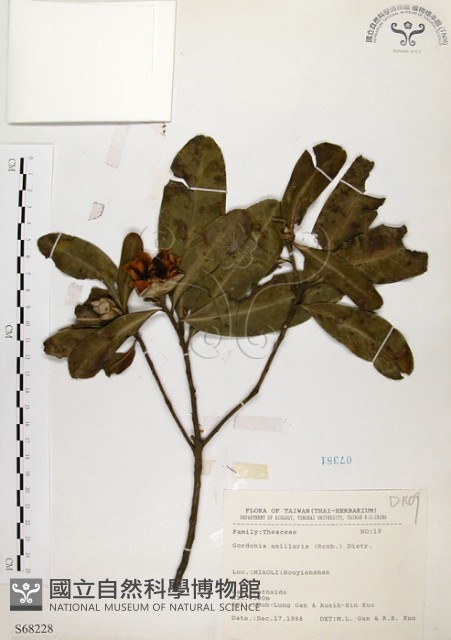 大頭茶藏品圖，第1張