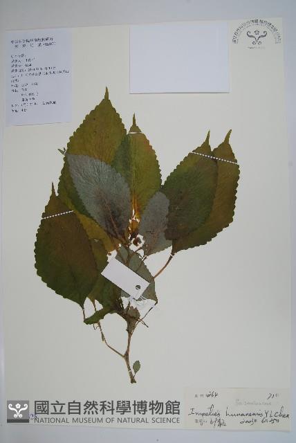 湖南鳳仙花藏品圖，第1張