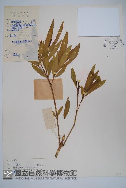 小駁骨丹、尖尾鳳藏品圖，第1張