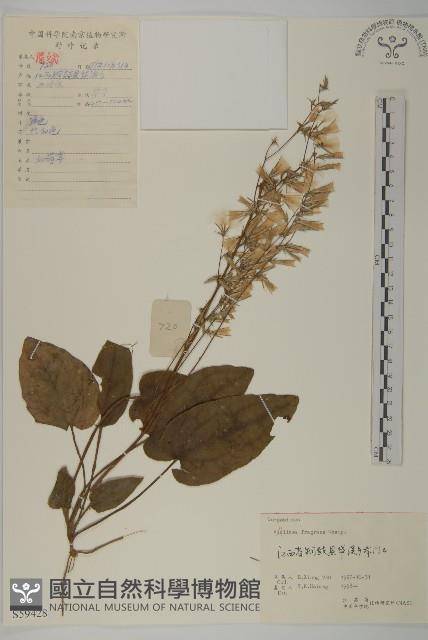 香鬼督郵藏品圖，第1張