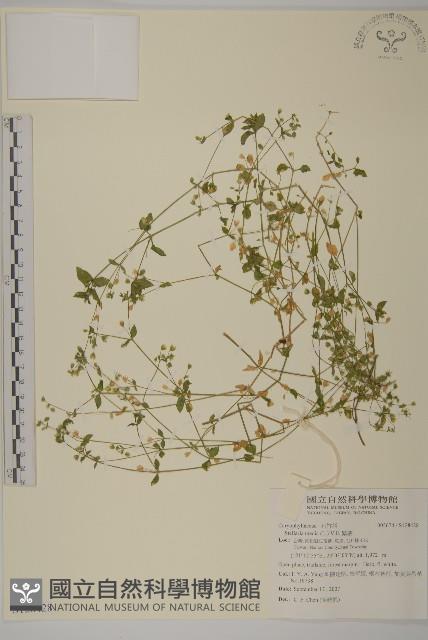 繁縷藏品圖，第1張