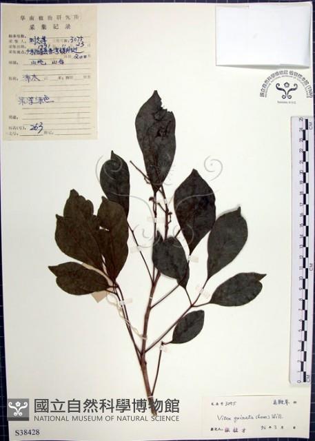 山埔姜藏品圖，第1張