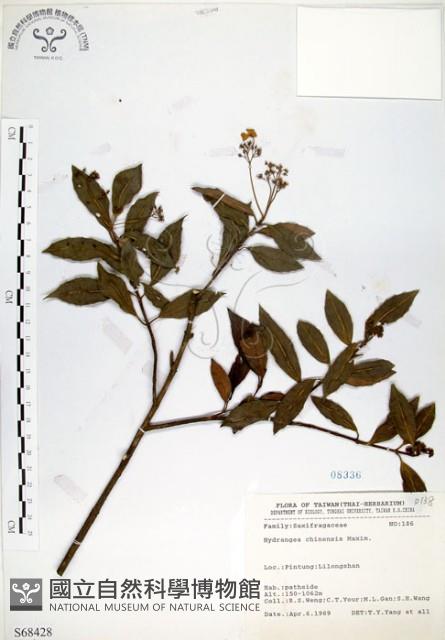 華八仙藏品圖，第1張