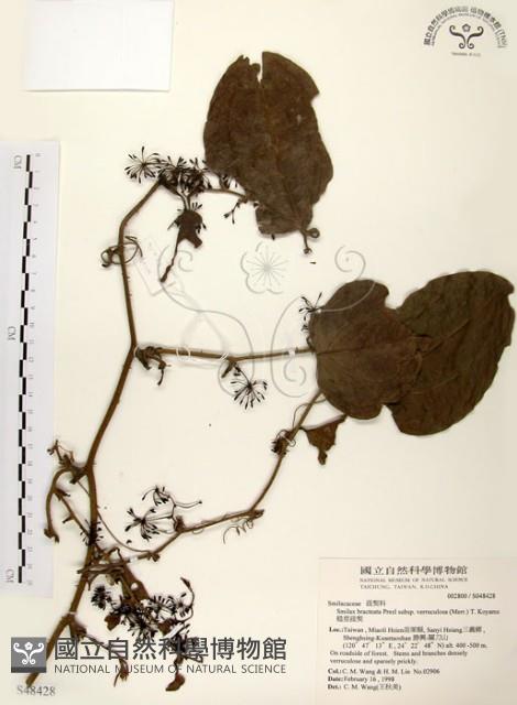 糙莖菝契藏品圖，第1張