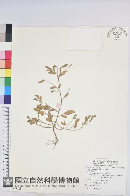 銳葉小還魂藏品圖，第1張