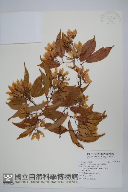 樟葉槭, 飛蛾子樹藏品圖，第1張