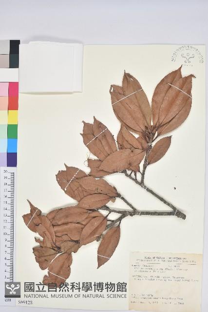 毽子椆藏品圖，第1張