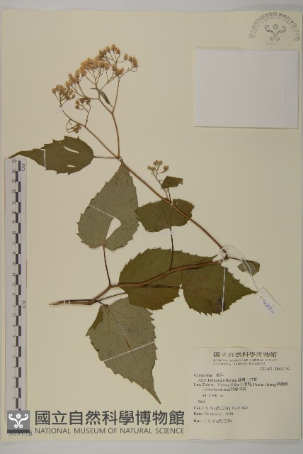 臺灣山白蘭藏品圖，第1張